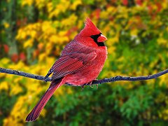 Male Northern Cardinal